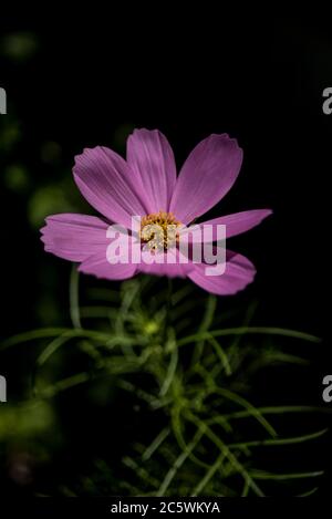Rosa Kosmos Blume auf schwarz Stockfoto