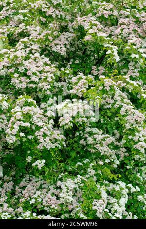 Weißdorn (crataegus monogyna), auch bekannt als May Tree oder Whitethorn, ein Schuss eines Baumes mit Blumen im Frühjahr bedeckt. Stockfoto