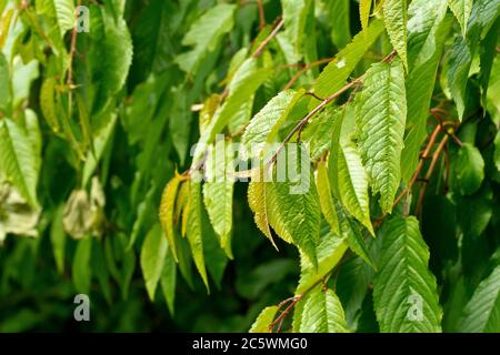 Wilde Kirsche (prunus avium), Nahaufnahme der frischen grünen Blätter, die nach der Blüte des Baumes im Frühling erzeugt wurden. Stockfoto