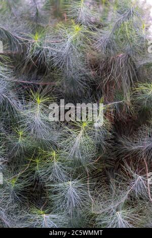 Hintergrund Pinus canariensis. Kanarienkiefer Nahaufnahme Stockfoto