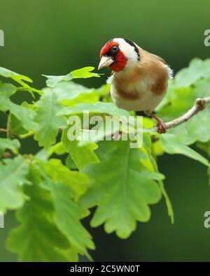 Erwachsener europäischer Goldfink (Carduelis carduelis) auf einem Zweig mit Gefieder. Derbyshire, Großbritannien, Frühjahr 2020 Stockfoto