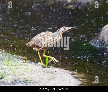 Eine amerikanische Bittern, Botaurus lentiginosus, ein watender Vogel in der Reiherfamilie, in der Nähe eines Teiches in den Adirondack Mountains, NY USA im Regen. Stockfoto