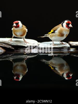Spiegelung des erwachsenen Paares des europäischen Goldfinchs (Carduelis carduelis), das beim Trinken am Pool ein ausgeprägtes Gefieder zeigt. Derbyshire, Großbritannien, Frühjahr 2020 Stockfoto