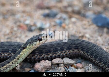 Eine gewöhnliche Strumpfnatter, Thamnophis sirtalis, auf einer Schotterstraße in der Adirondack Wilderness. Stockfoto