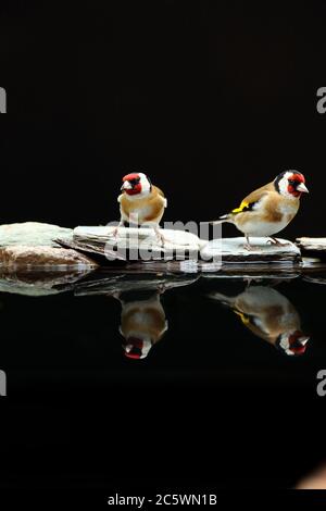 Spiegelung des erwachsenen Paares des europäischen Goldfinchs (Carduelis carduelis), das beim Trinken am Pool ein ausgeprägtes Gefieder zeigt. Derbyshire, Großbritannien, Frühjahr 2020 Stockfoto