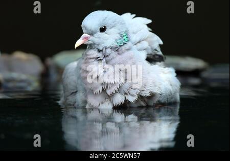 Portrait of Stock Dove (Columba oenas), Vogel saß im Wasser während Waschen / Baden an einem heißen Tag. Dunkler, unterbelichtete Hintergrund. Derbyshire, Großbritannien 2020 Stockfoto