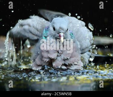 Stock Dove (Columba oenas), Erwachsene waschen / baden im Pool, spritzt Wassertropfen. Dunkler, unterbelichtete Hintergrund. Derbyshire, Großbritannien 2020 Stockfoto