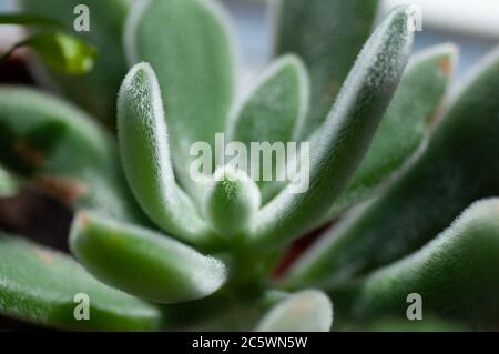 Nahaufnahme von saftigen Echeveria Pflanze im Topf, die Blätter sind in Schichten verdichtet. Miniatur Sukkulenten sukkulenten Kakteen. Botanischer Garten, Fl Stockfoto