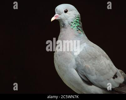 Porträt der Stock Dove (Columba oenas), Vogel am Wasser, mit unterbelichteten dunklen Hintergrund. Derbyshire, Großbritannien 2020 Stockfoto