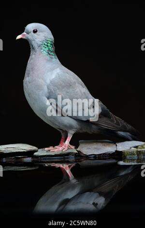 Spiegelung der erwachsenen Taube (Columba oenas), trinken aus dem Pool. Niedrig formatiges Porträt, unterbelichtete schwarze Hintergrundfarbe. Derbyshire, Großbritannien 2020 Stockfoto