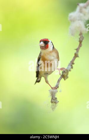 Erwachsener europäischer Goldfink (Carduelis carduelis) auf einem Zweig mit Gefieder. Derbyshire, Großbritannien, Frühjahr 2020 Stockfoto