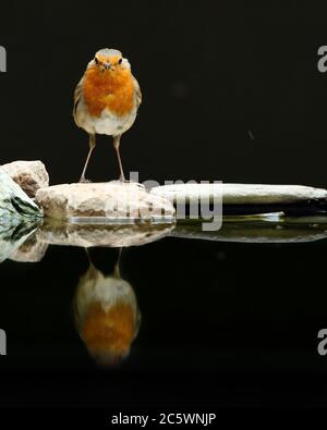 Europäischer Robin (Erithacus rubecula) Reflexion. Dunkler unterbelichtete Hintergrund. Derbyshire, Großbritannien 2020 Stockfoto