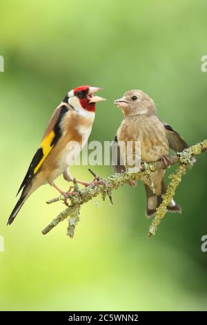 Europäischer Goldfink (Carduelis carduelis), Erwachsene Fütterung juvenile. Derbyshire, Großbritannien, Frühjahr 2020 Stockfoto