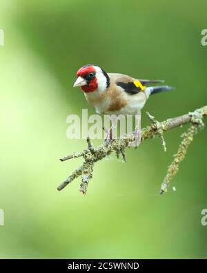 Erwachsener europäischer Goldfink (Carduelis carduelis) auf einem Zweig mit Gefieder. Derbyshire, Großbritannien, Frühjahr 2020 Stockfoto