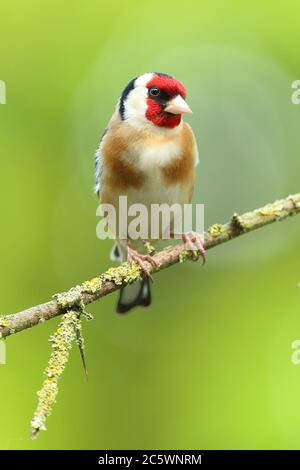 Erwachsener europäischer Goldfink (Carduelis carduelis) auf einem Zweig mit Gefieder. Derbyshire, Großbritannien, Frühjahr 2020 Stockfoto