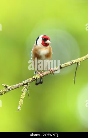Erwachsener europäischer Goldfink (Carduelis carduelis) auf einem Zweig mit Gefieder. Derbyshire, Großbritannien, Frühjahr 2020 Stockfoto