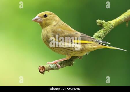 Jungtier-Grünfink (Chloris Chloris) auf Zweig thront. Derbyshire, Großbritannien 2020 Stockfoto