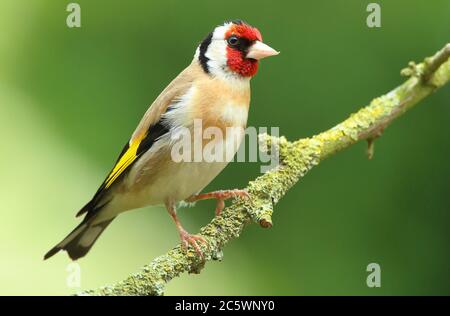 Erwachsener europäischer Goldfink (Carduelis carduelis) auf einem Zweig mit Gefieder. Derbyshire, Großbritannien, Frühjahr 2020 Stockfoto