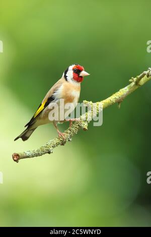 Erwachsener europäischer Goldfink (Carduelis carduelis) auf einem Zweig mit Gefieder. Derbyshire, Großbritannien, Frühjahr 2020 Stockfoto