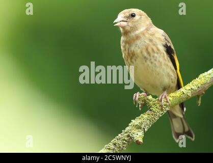 Jungtiere Europäische Goldfink (Carduelis carduelis) auf Zweig thront. Frühjahr 2020, Derbyshire, Großbritannien Stockfoto