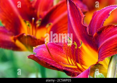 Rote Hemerocallis ANZAC Taglilie Nahaufnahme Blume Stockfoto