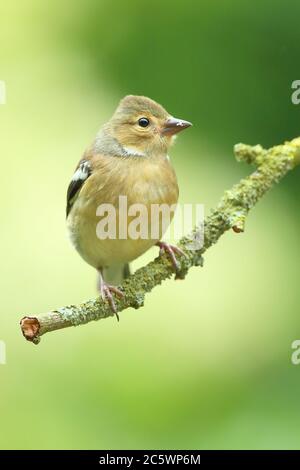 Weiblicher gemeiner Chaffinch (Fringilla coelebs), auf dem Ast sitzend. Derbyshire, Großbritannien 2020 Stockfoto