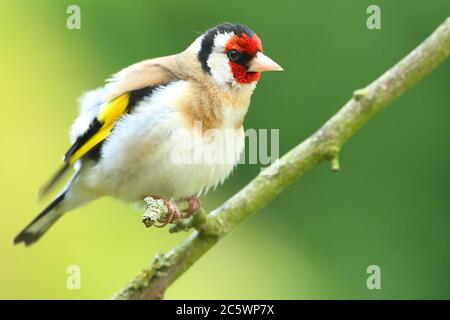 Erwachsener europäischer Goldfink (Carduelis carduelis) auf einem Zweig mit Gefieder. Derbyshire, Großbritannien, Frühjahr 2020 Stockfoto