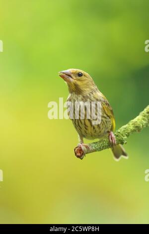 Jungtier-Grünfink (Chloris Chloris) auf Zweig thront. Derbyshire, Großbritannien 2020 Stockfoto