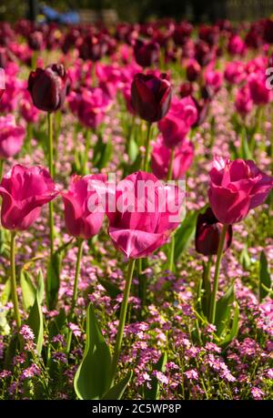 Nahaufnahme einer rosa Tulpe mit dunkelroten Tulpen im Hintergrund Stockfoto