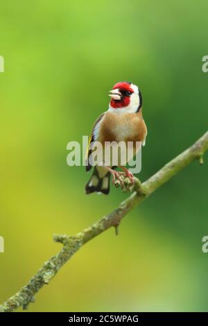 Erwachsener Europäischer Goldfink (Carduelis carduelis), der auf einem Zweig thront und zu einer Frau singt. Derbyshire, Großbritannien, Frühjahr 2020 Stockfoto