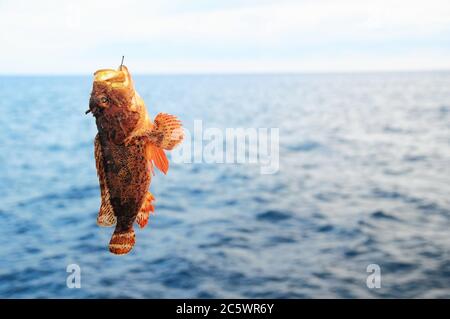 Ein Red Rock Sea Fish über dem Blauen Atlantik Stockfoto