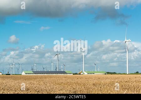 Getreidefeld mit Tierzuchtanlage und massen an Windraden an der Nordseeküste Stockfoto