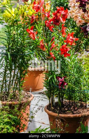 Asiatische Lilien in Töpfen, Lilien in einem Behälter Stockfoto