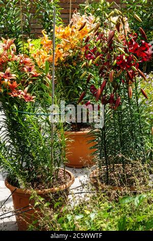 Asiatische Lilien lilium Oriental in Töpfen Behälter Stockfoto