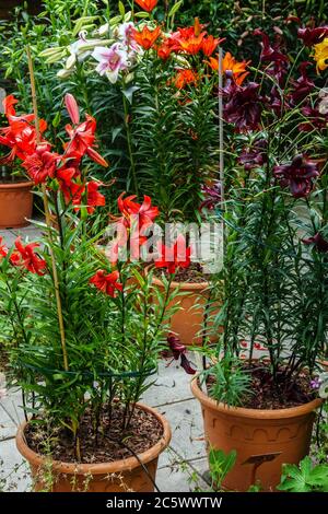 Rote asiatische Lilien in Töpfen orientalische Lilie Stockfoto