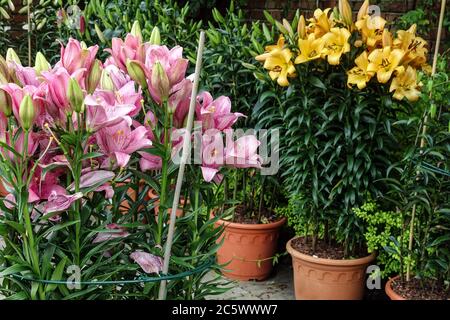 Asiatische Lilien in Töpfen Stockfoto