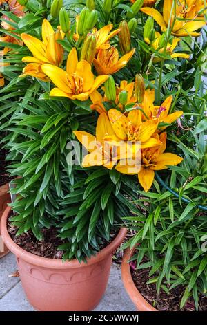 Orangefarbene asiatische Lilien in Topfblüten Stockfoto