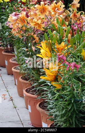 Asiatische Lilien im Blumentöpfe Garten Stockfoto