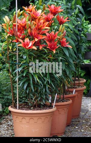 Asiatische rote orientalische Lilien im Töpfegarten, Lilien in einem Behälter Stockfoto