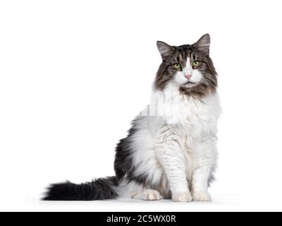 Ältere Norwegische Waldkatze, sitzende Seitenwege nach vorne. Mit grünen Augen von der Kamera wegschauen. Isoliert auf weißem Hintergrund. Stockfoto