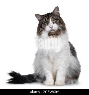 Ältere Norwegische Waldkatze, sitzend nach vorne. Mit grünen Augen direkt auf die Kamera schauen. Isoliert auf weißem Hintergrund. Stockfoto