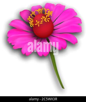 Eine magentafarbene Zinnia Blume in detailreicher realistischer Vektorgrafik Stock Vektor