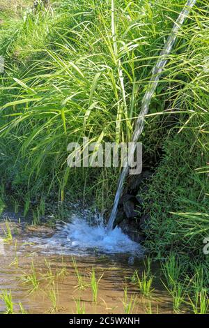 Wasser fließt aus Bewässerungsrohr an einem indischen Reis Reisfeld Landwirtschaft Kulturpflanzen, grüner Hintergrund mit Kopieplatz Stockfoto