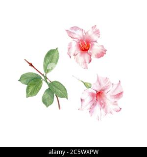 Rosa diplodenia florale botanische Blumen isoliert auf weiß. Aquarell-Illustrationsset. Aquarell Zeichnung Mode Aquarell. Stockfoto