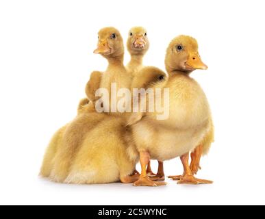 Gruppe von zehn Tage alten Peking Ente Küken, die nahe beieinander stehen. Blick auf die Kamera. Isoliert auf weißem Hintergrund. Stockfoto