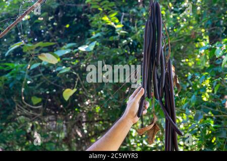 Tropische Baumschoten in Menschenhand, grüner Dschungel Hintergrund. Wilde Natur des Regenwaldes. Ökosystem tropischer Dschungel. Sommerurlaub auf exotische Insel. Natura Stockfoto