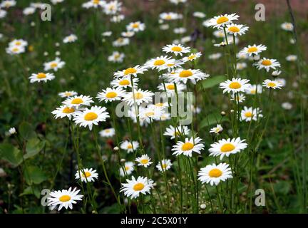 Viele schöne wilde Feld Kamillenblüten mit weißen Blütenblättern auf Wiese im Sommer Tag Perspektive Nahaufnahme Stockfoto