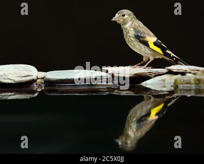 Spiegelung des Jugendlicher-Goldfinken (Carduelis carduelis), Seitenansicht des unreifen Gefieders. Derbyshire, Großbritannien, Frühjahr 2020 Stockfoto