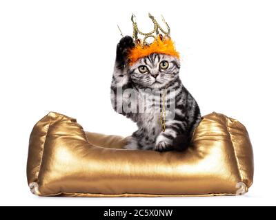 Süßes Silber gestromt Britische Kurzhaar Katze Kätzchen, sitzt in fgolden Korb tragen golden mit orange crwon. Mit großen Augen auf die Kamera schauen. Iso Stockfoto