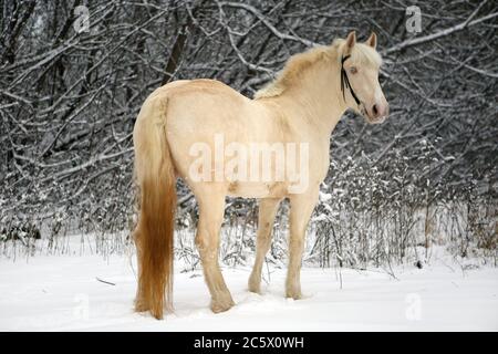 Schwere Tiefschneehöden auf Winterschneehölzen. Pferd, wunderschön. Stockfoto